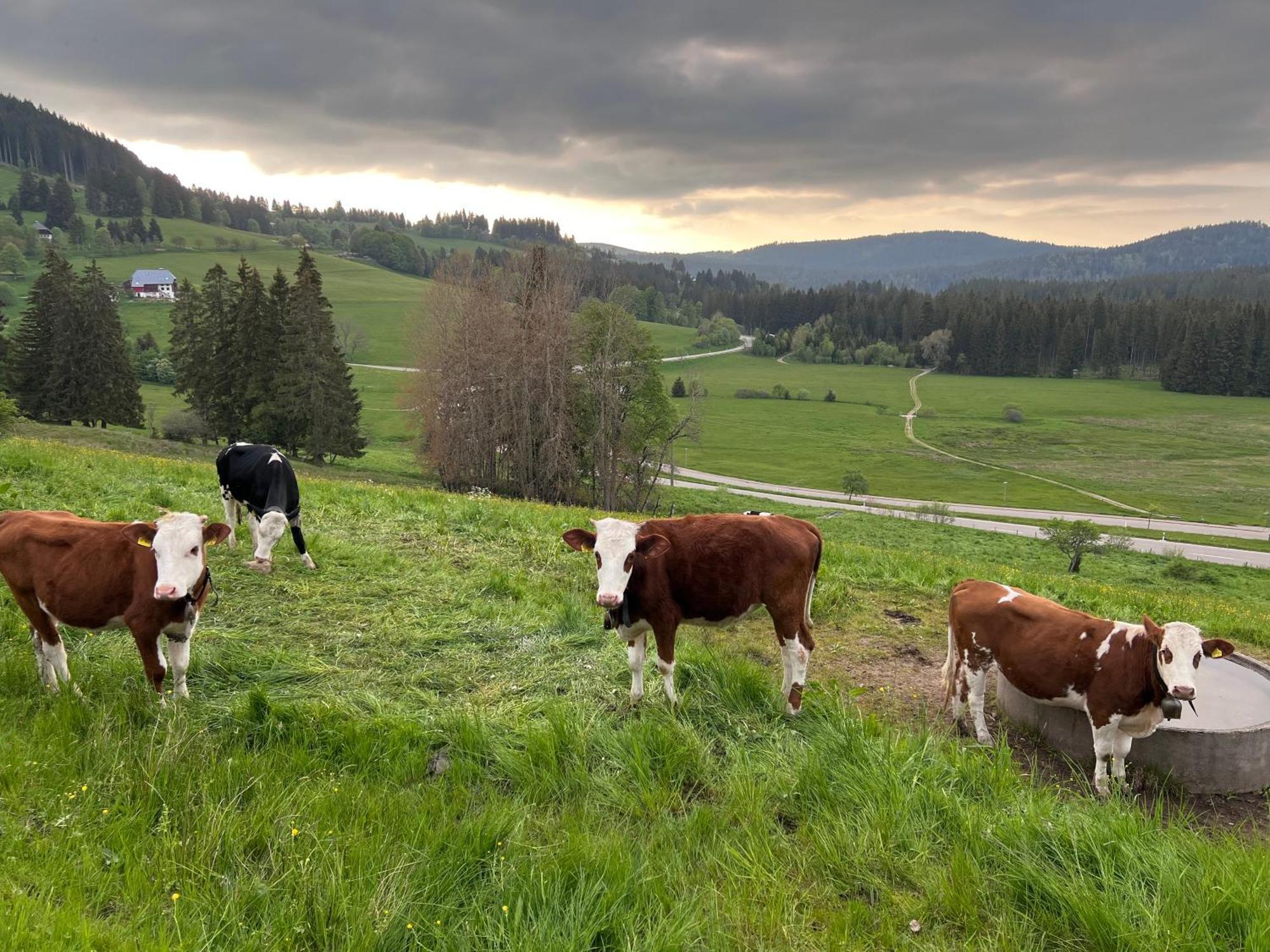 Schwarzwald-Hotel Kraeutle Фельдберг Экстерьер фото